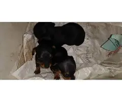 6 weeks old Miniature dachshund puppies - 3