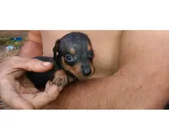 6 weeks old Miniature dachshund puppies - 4