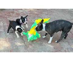 3 Boston terrier puppies for sale