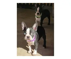 3 Boston terrier puppies for sale