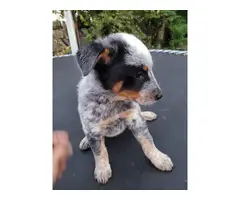 5 adorable blue heeler puppies available for adoption