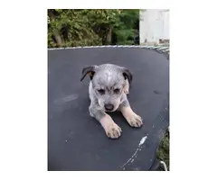 5 adorable blue heeler puppies available for adoption - 2