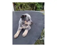 5 adorable blue heeler puppies available for adoption - 3