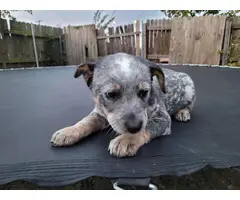5 adorable blue heeler puppies available for adoption - 4
