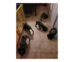 5 adorable blue heeler puppies available for adoption - 6