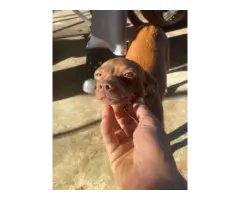 Brown Female Chiweenie puppy - 5