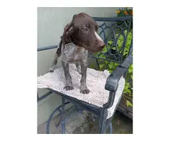 2 Male GSP puppies