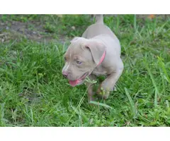 4 pitbull puppies for sale