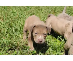 4 pitbull puppies for sale - 2