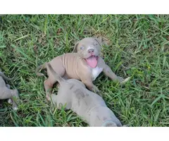 4 pitbull puppies for sale - 4