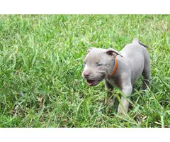 4 pitbull puppies for sale - 5
