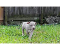 4 pitbull puppies for sale - 6