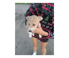 11 weeks old Jack Russell Puppy - 2