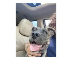 4 months old Pitbull puppy rehoming - 1