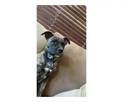 4 months old Pitbull puppy rehoming - 3