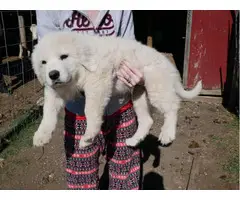 3 Great Pyrenees puppies for sale