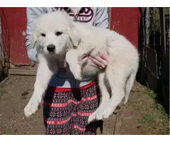 3 Great Pyrenees puppies for sale - 2