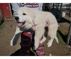3 Great Pyrenees puppies for sale - 3