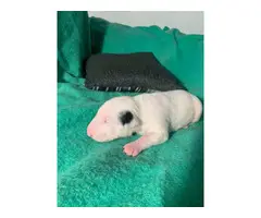 5 AKC bull terrier puppies for sale - 3