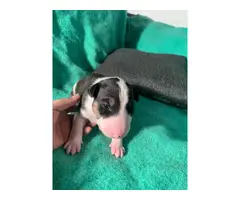 5 AKC bull terrier puppies for sale - 6