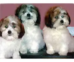 Lhasa Apso Puppies (AKC) - 2