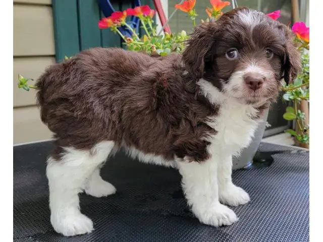 3 Akc Aussiedoodle puppies ready to leave now - 1/3