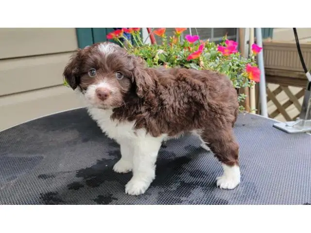 3 Akc Aussiedoodle puppies ready to leave now - 2/3