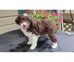 3 Akc Aussiedoodle puppies ready to leave now - 2