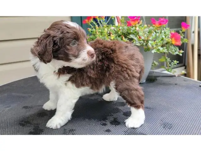 3 Akc Aussiedoodle puppies ready to leave now - 3/3
