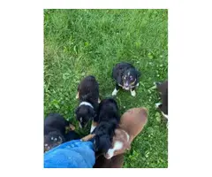 15 Tri Color Australian Shepherd puppies to be rehomed - 2