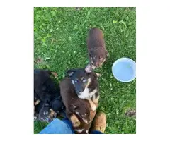 15 Tri Color Australian Shepherd puppies to be rehomed - 3