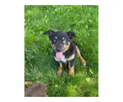 15 Tri Color Australian Shepherd puppies to be rehomed - 4