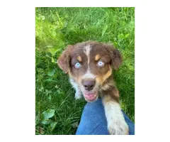 15 Tri Color Australian Shepherd puppies to be rehomed - 5