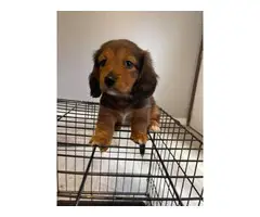 3 wiener dog (miniature) puppies for adoption - 2