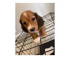 3 wiener dog (miniature) puppies for adoption - 3