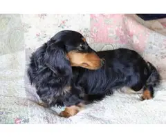 3 wiener dog (miniature) puppies for adoption - 4
