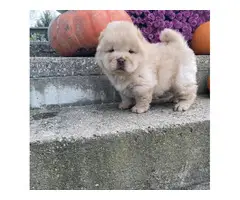 5 Chow Chow Puppies Left - 2