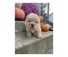 5 Chow Chow Puppies Left - 4