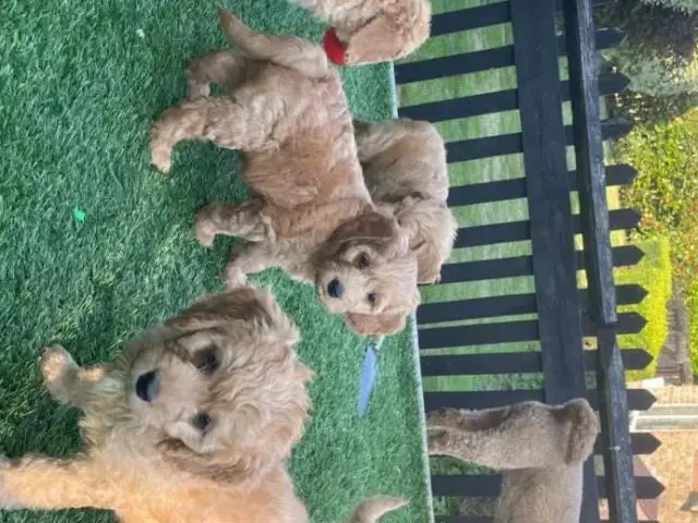 5th Generation Akc maltipoo puppies available. - 1/4