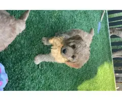 5th Generation Akc maltipoo puppies available. - 2