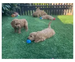 5th Generation Akc maltipoo puppies available. - 3