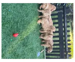 5th Generation Akc maltipoo puppies available. - 4