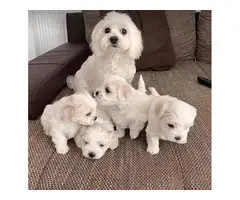 Adorable Maltese puppies for re-homing.