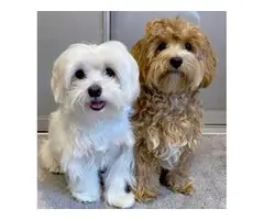 Adorable Maltese puppies for re-homing. - 2