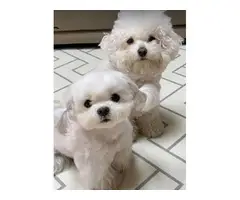 Adorable Maltese puppies for re-homing. - 3
