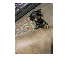 4 Chiweenie puppies for sale - 5