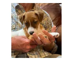 Jack Russell Male Puppy - 2