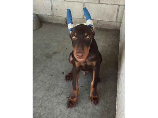 Sweet full blooded Doberman Pinscher Pups