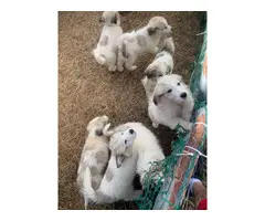 5 Great Pyrenees Puppies Left