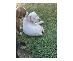 Beautiful Boxer puppy